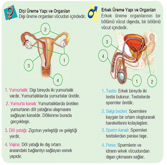 6 Sinif Meb Yayinlari Canlilarda Ureme Ve Buyume Unitesi Ile Ilgili Etkinlikler