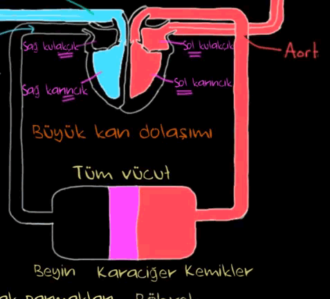 Vücutta Bulunan İki Dolaşım Sistemi ( İleri düzey bilgi içerir )