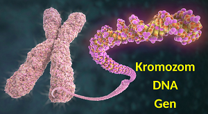 8. Sınıf Ünite 2 DNA, Kromozom ve Gen