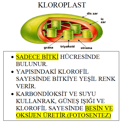 Kloroplast`ın görevi