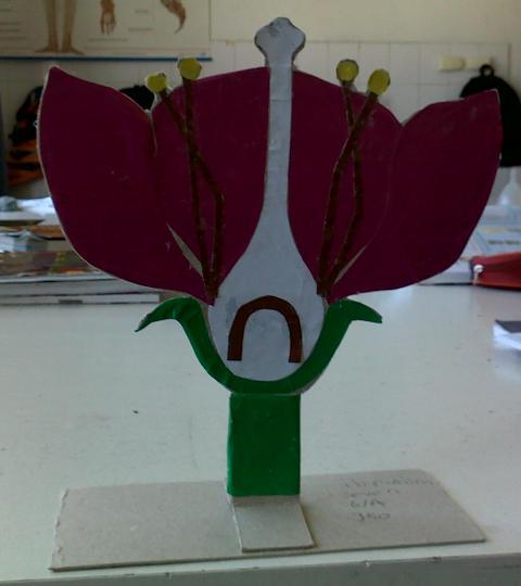 Çiçek Modeli