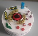 Hücre Modeli Pastası