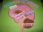 merkezi sinir sistemi organlar modeli