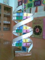 DNA Modeli