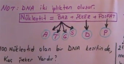 DNA ve Özellikleri Bölüm 4