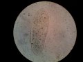 Terliksi Hayvan (Paramecium )  görüntüsü