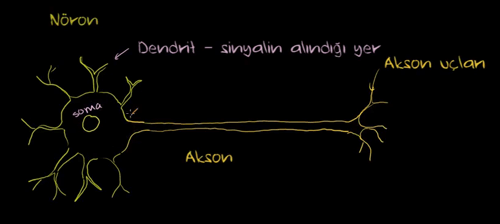 Bir nöronun anatomisi ( İleri düzey bilgi içerir )